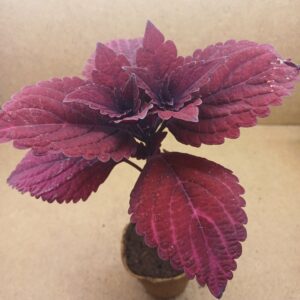 Coleus – Rubis