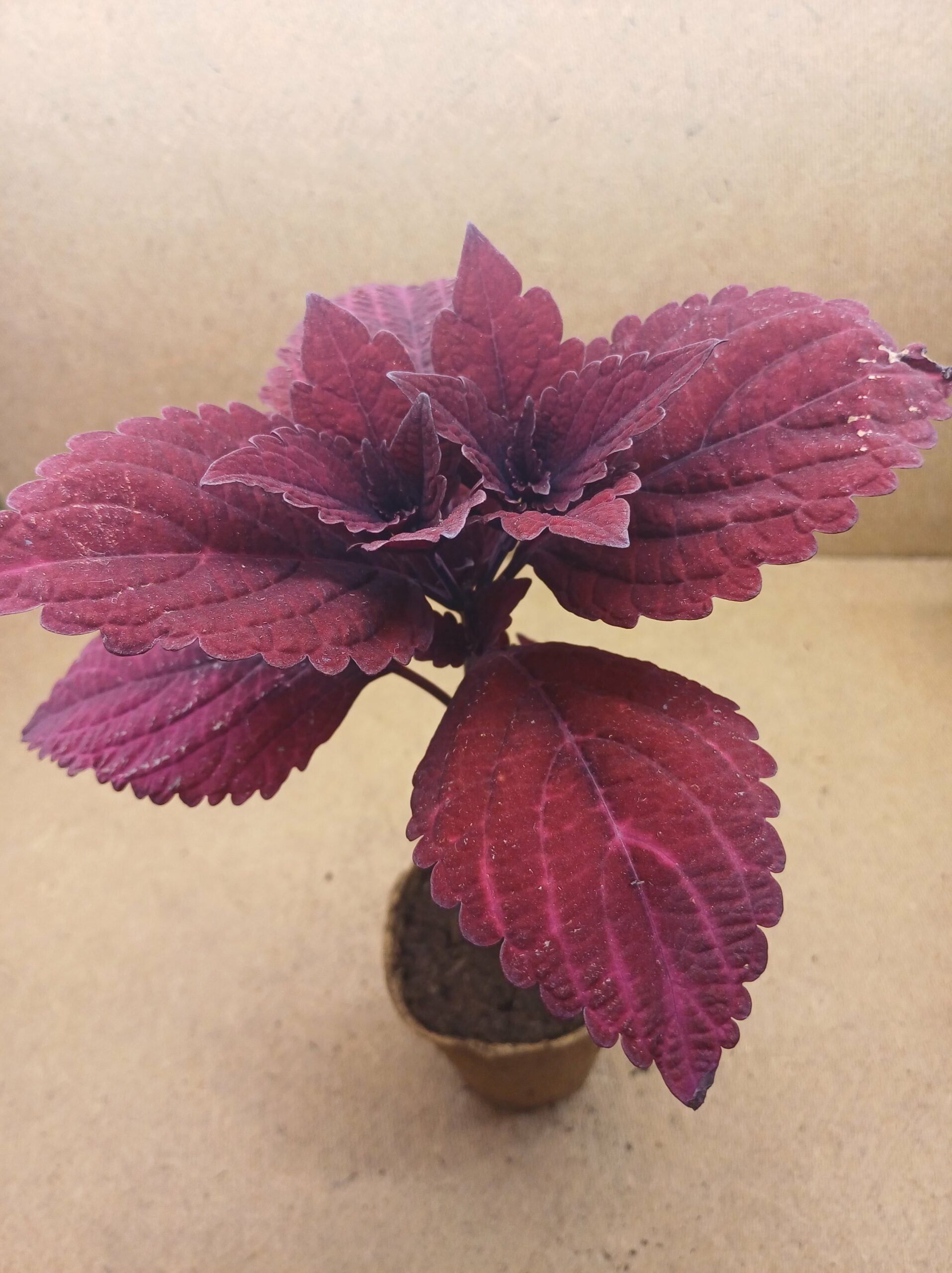 Coleus - Rubis