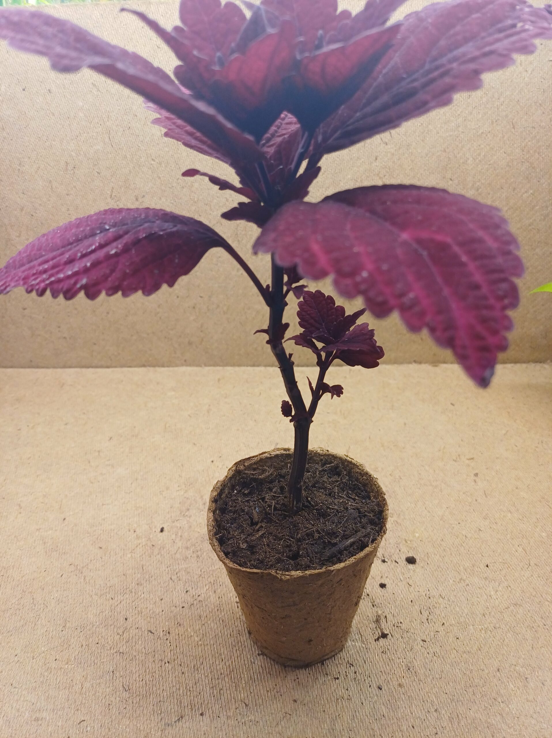 Coleus - Rubis – Image 2