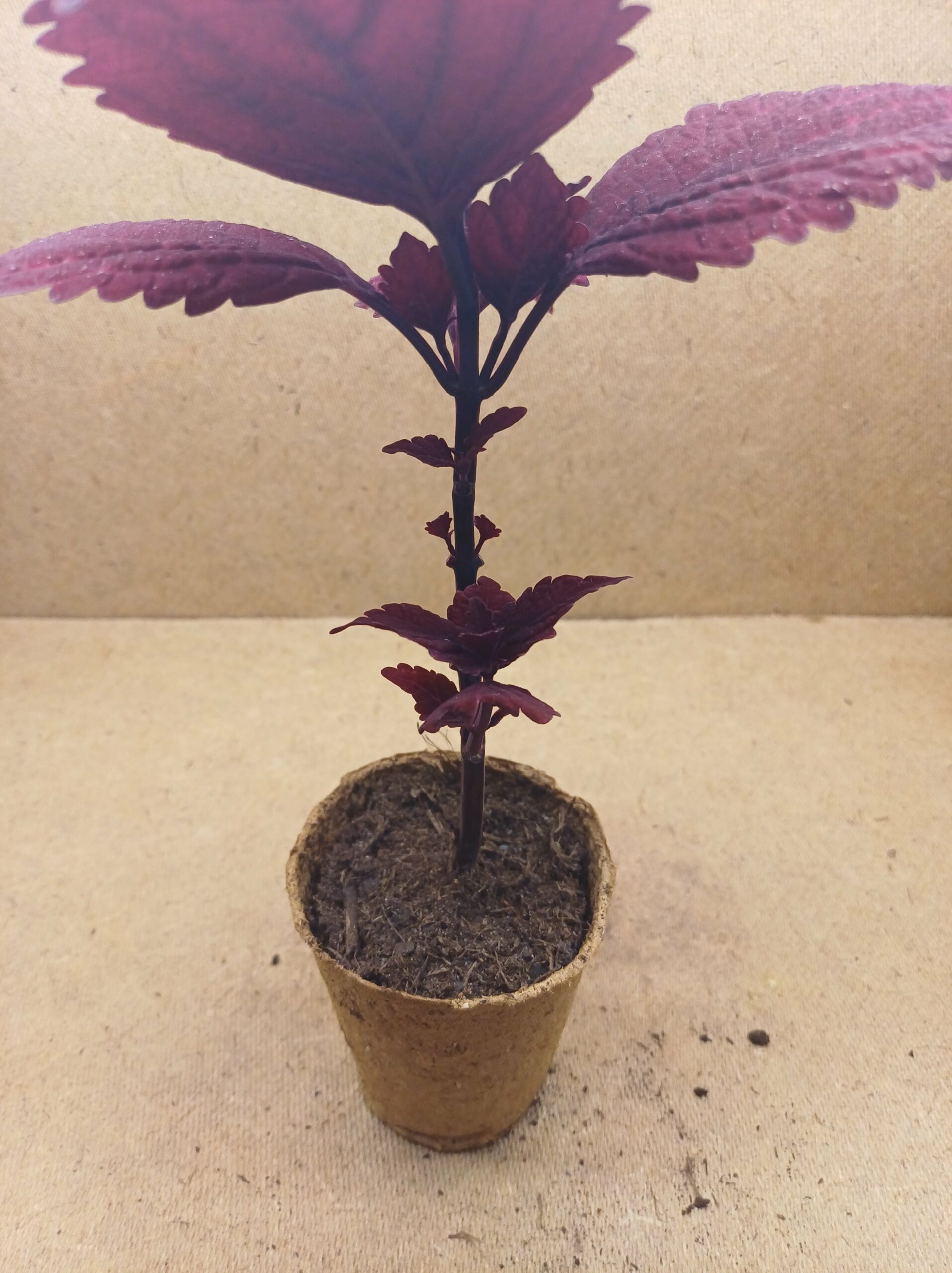 Coleus - Rubis – Image 3