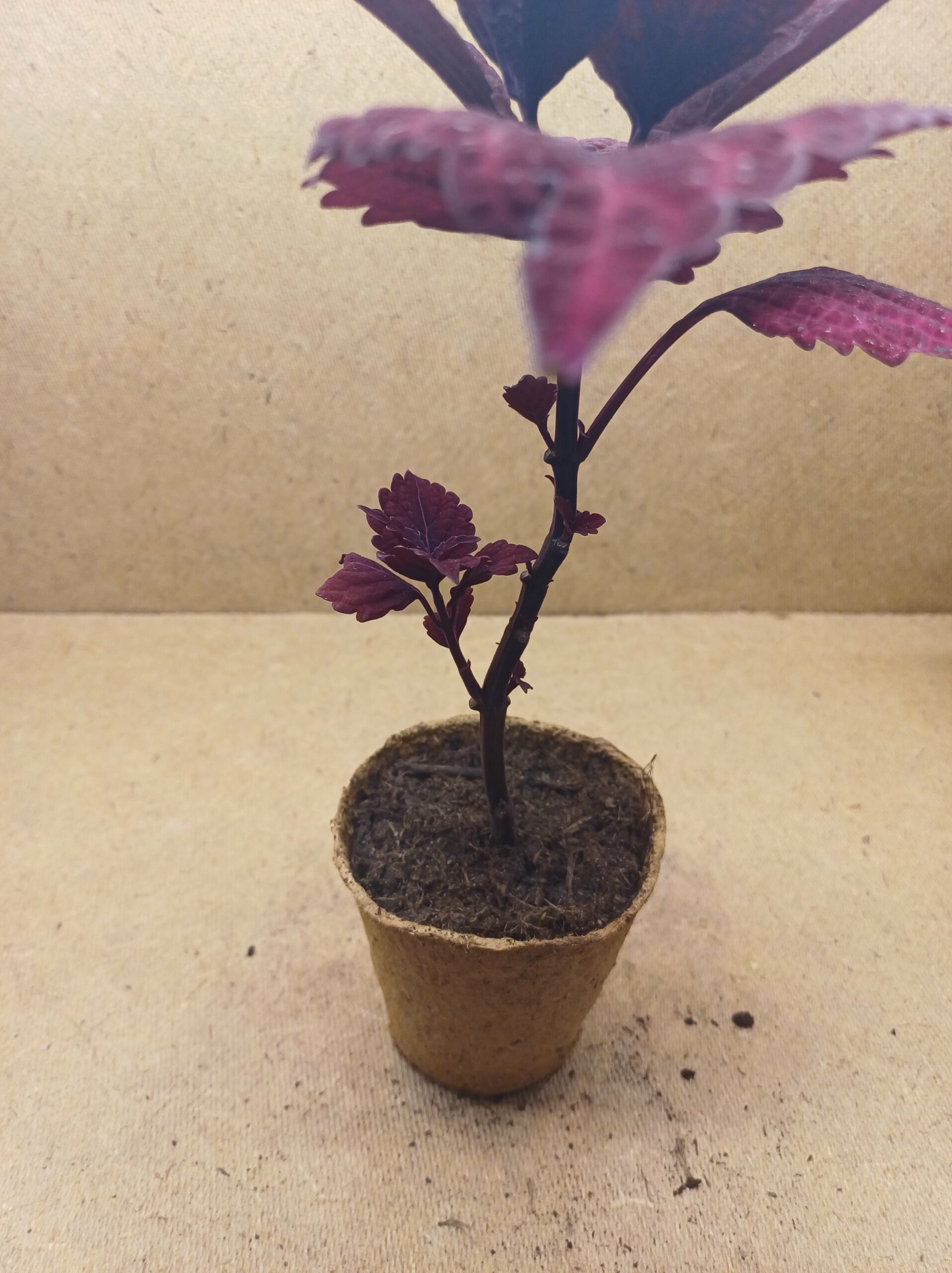 Coleus - Rubis – Image 4