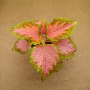 Coleus – Salina
