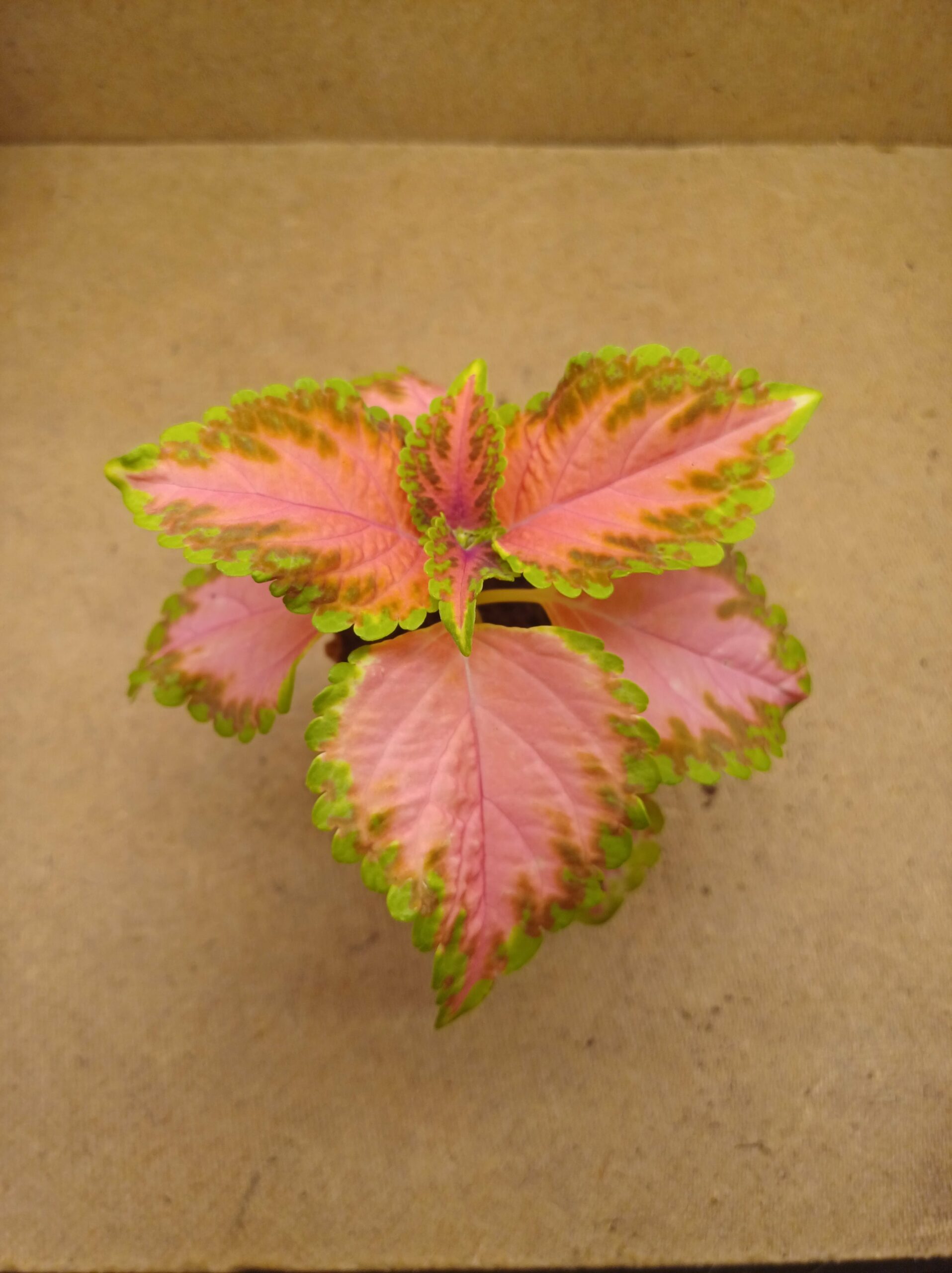 Coleus - Salina