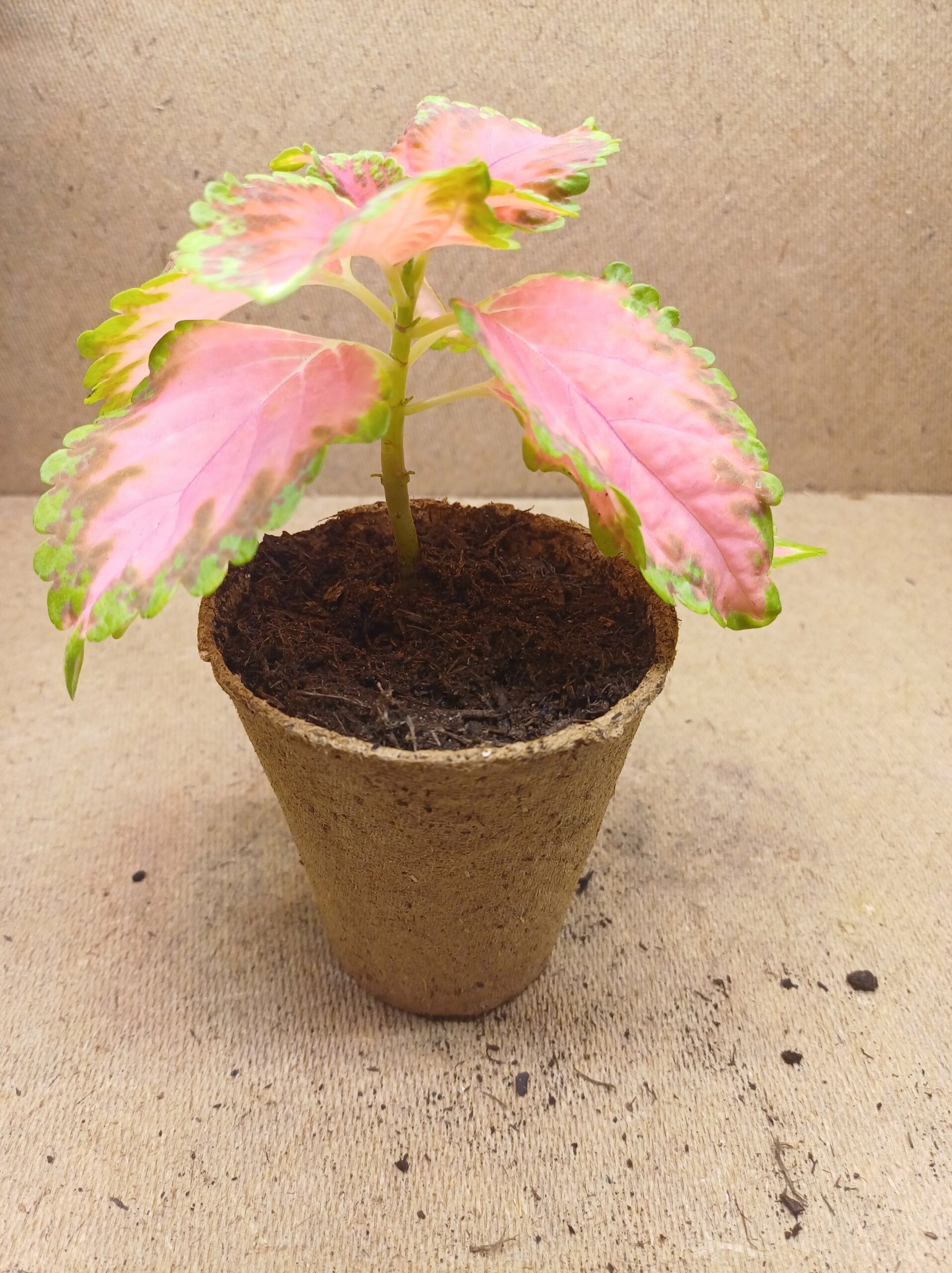 Coleus - Salina – Image 2