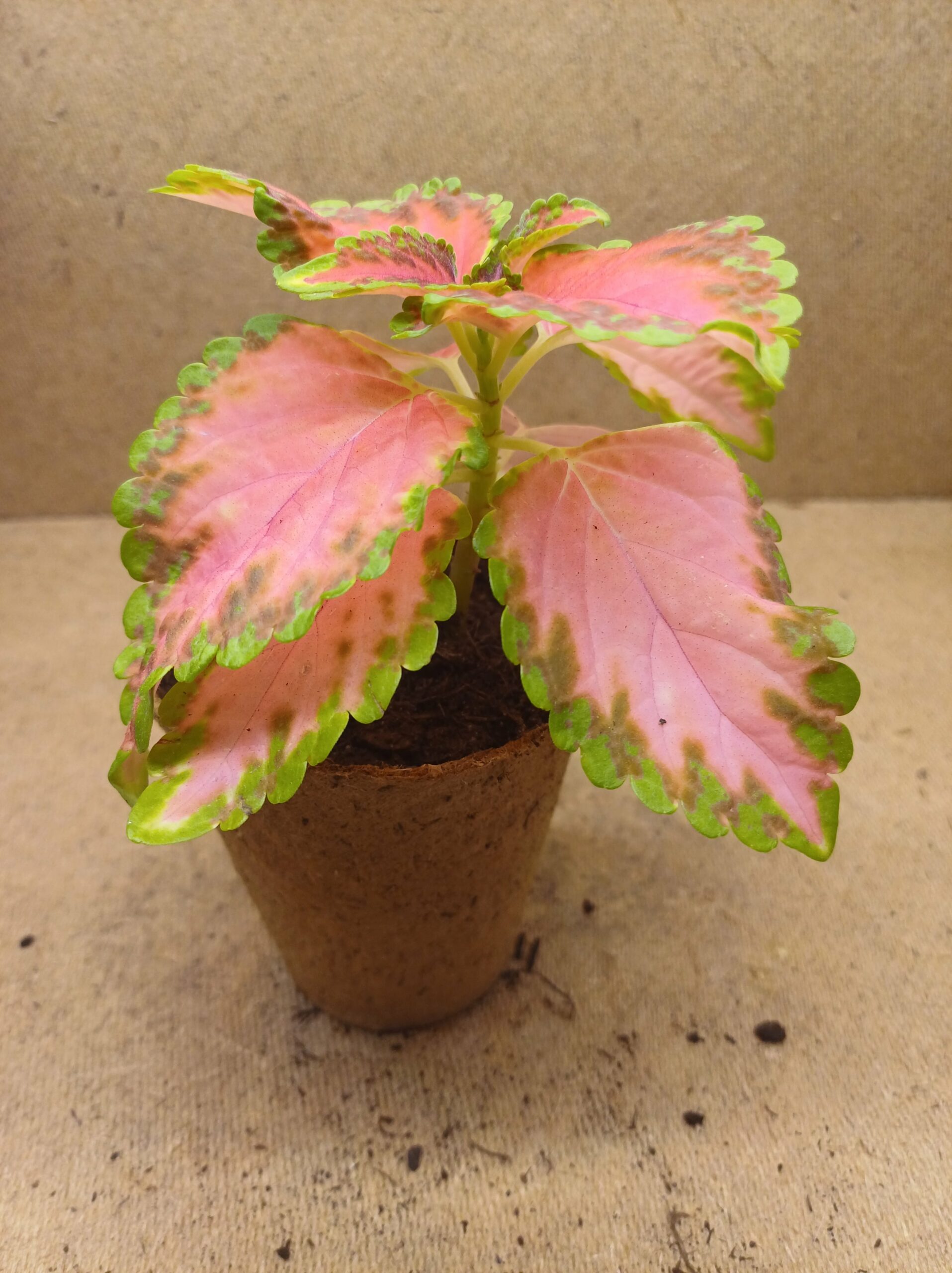 Coleus - Salina – Image 3