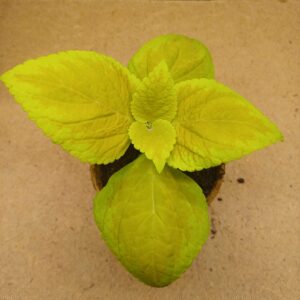 Coleus – Maïa