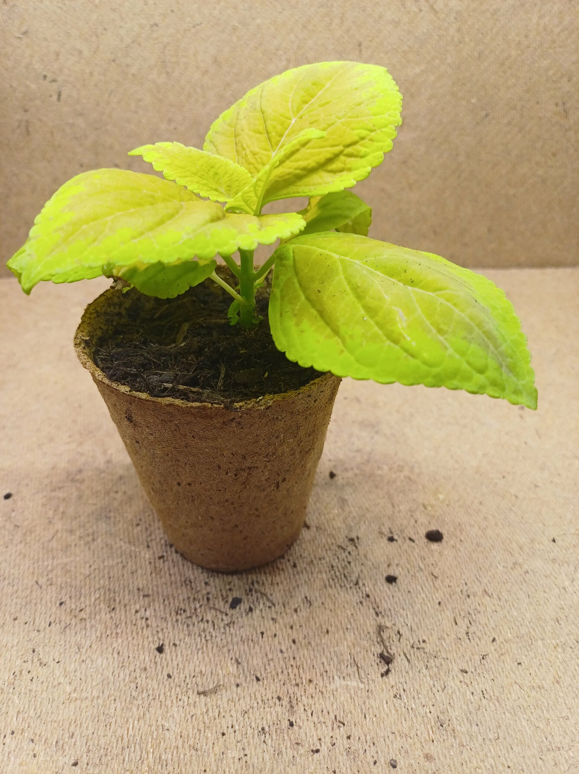 Coleus - Maïa – Image 2