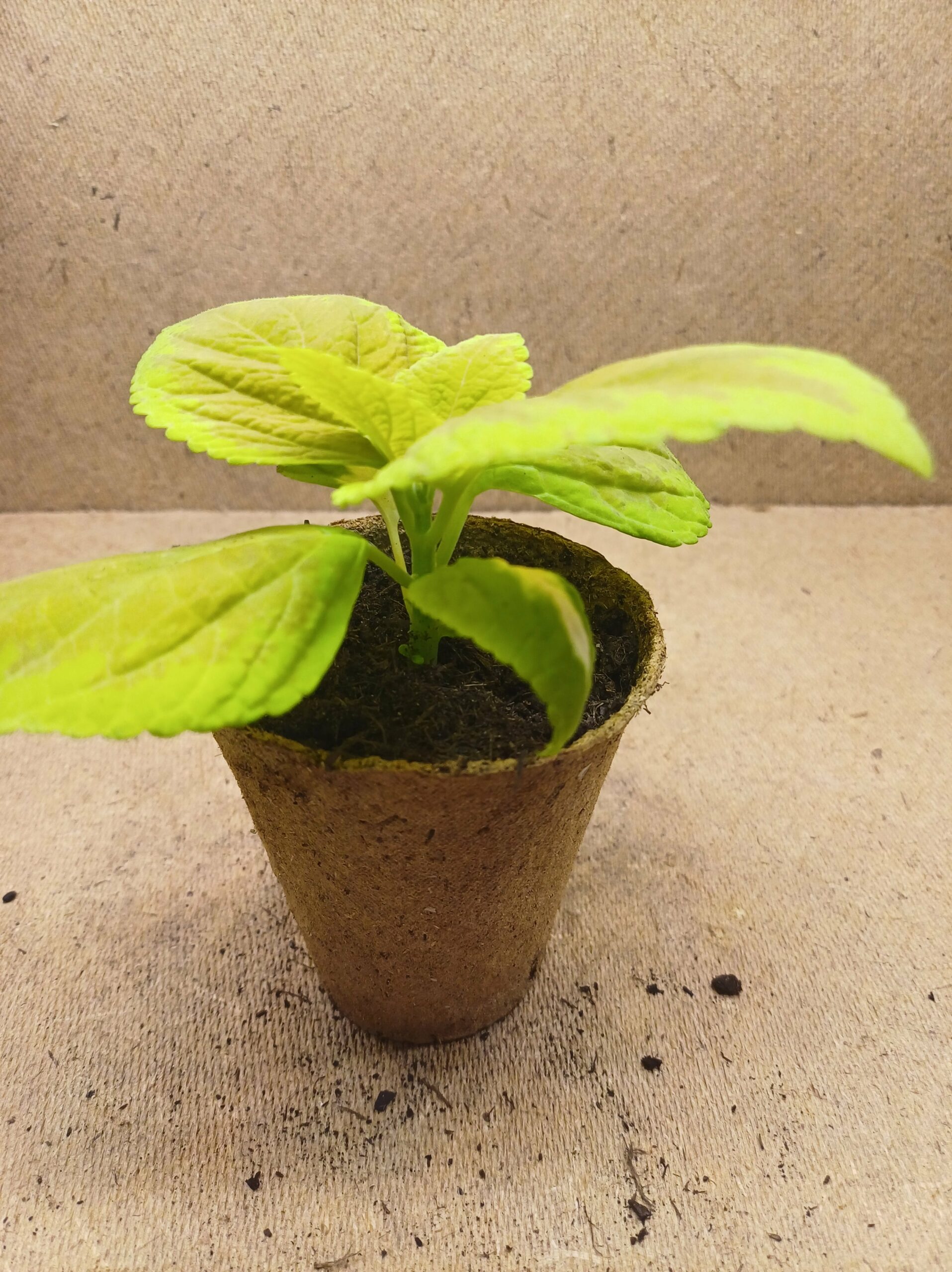 Coleus - Maïa – Image 3