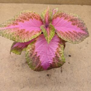 Coleus – Rosalie