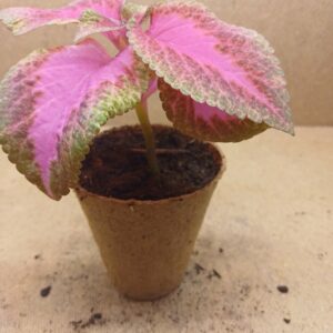 Coleus – Rosalie