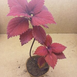 Coleus – Éternelle