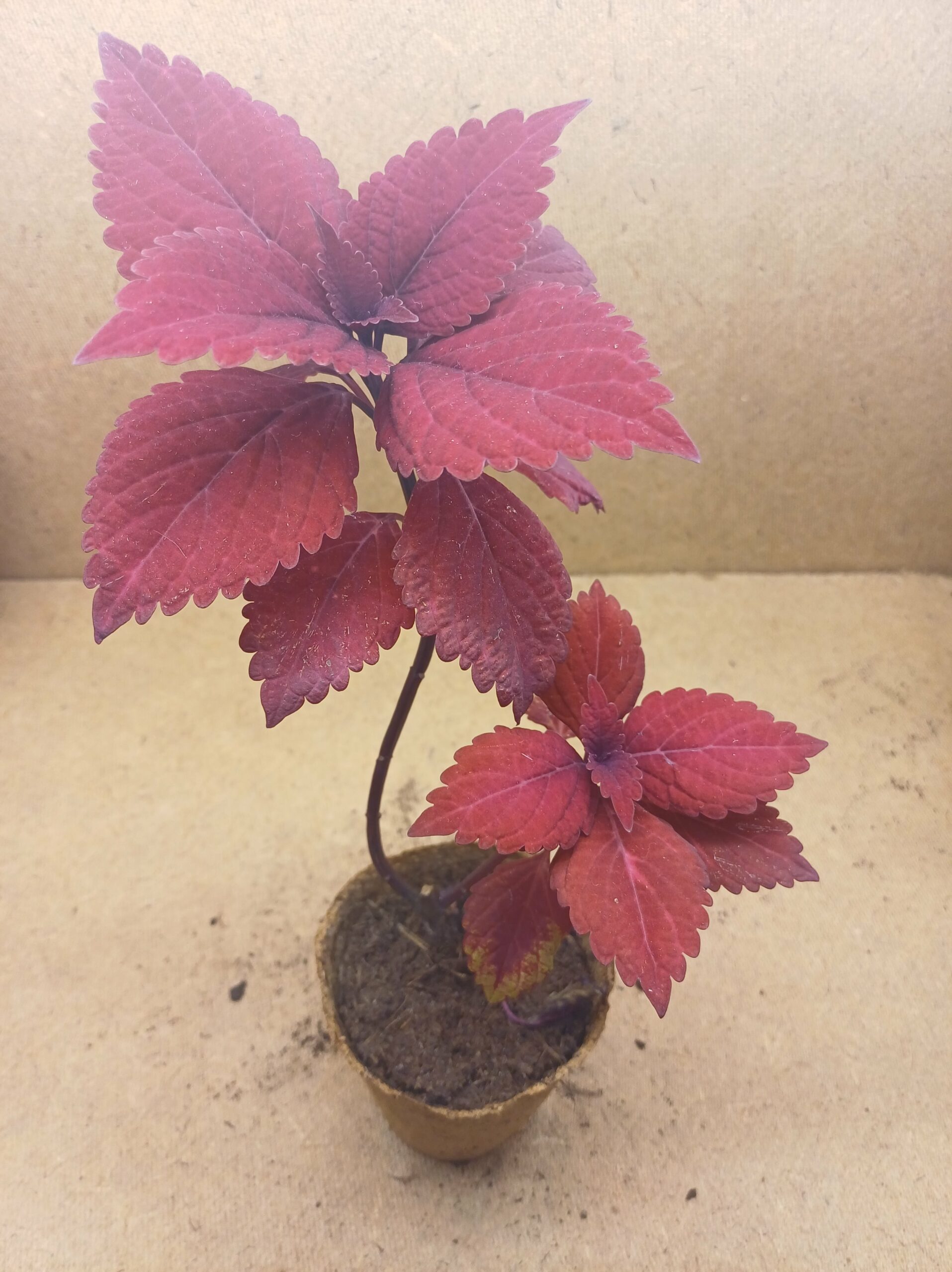 Coleus - Éternelle