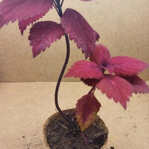 Coleus – Éternelle