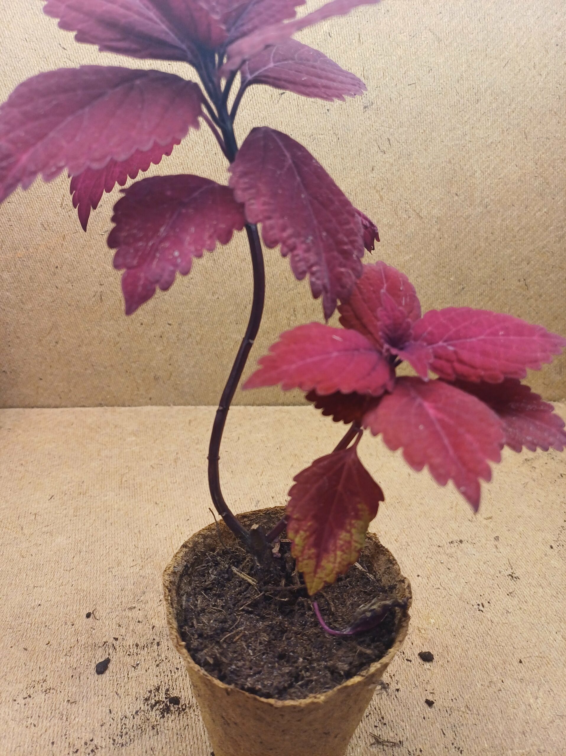 Coleus - Éternelle – Image 2