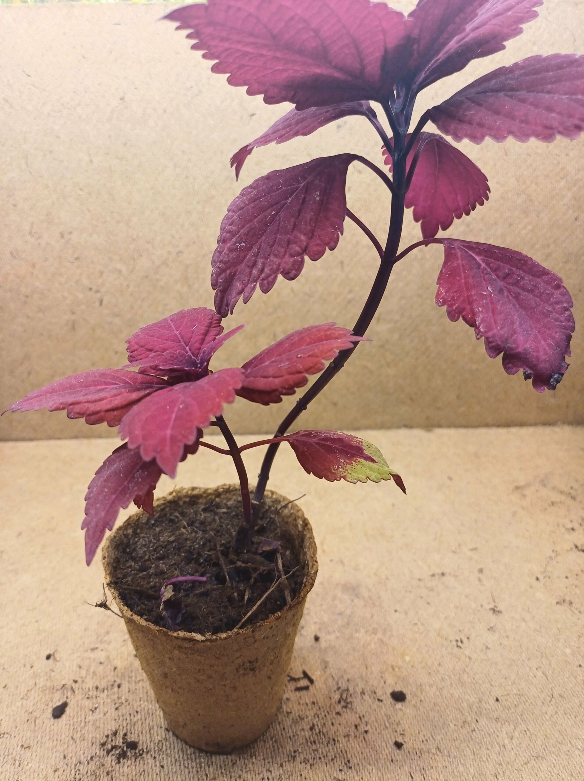 Coleus - Éternelle – Image 3