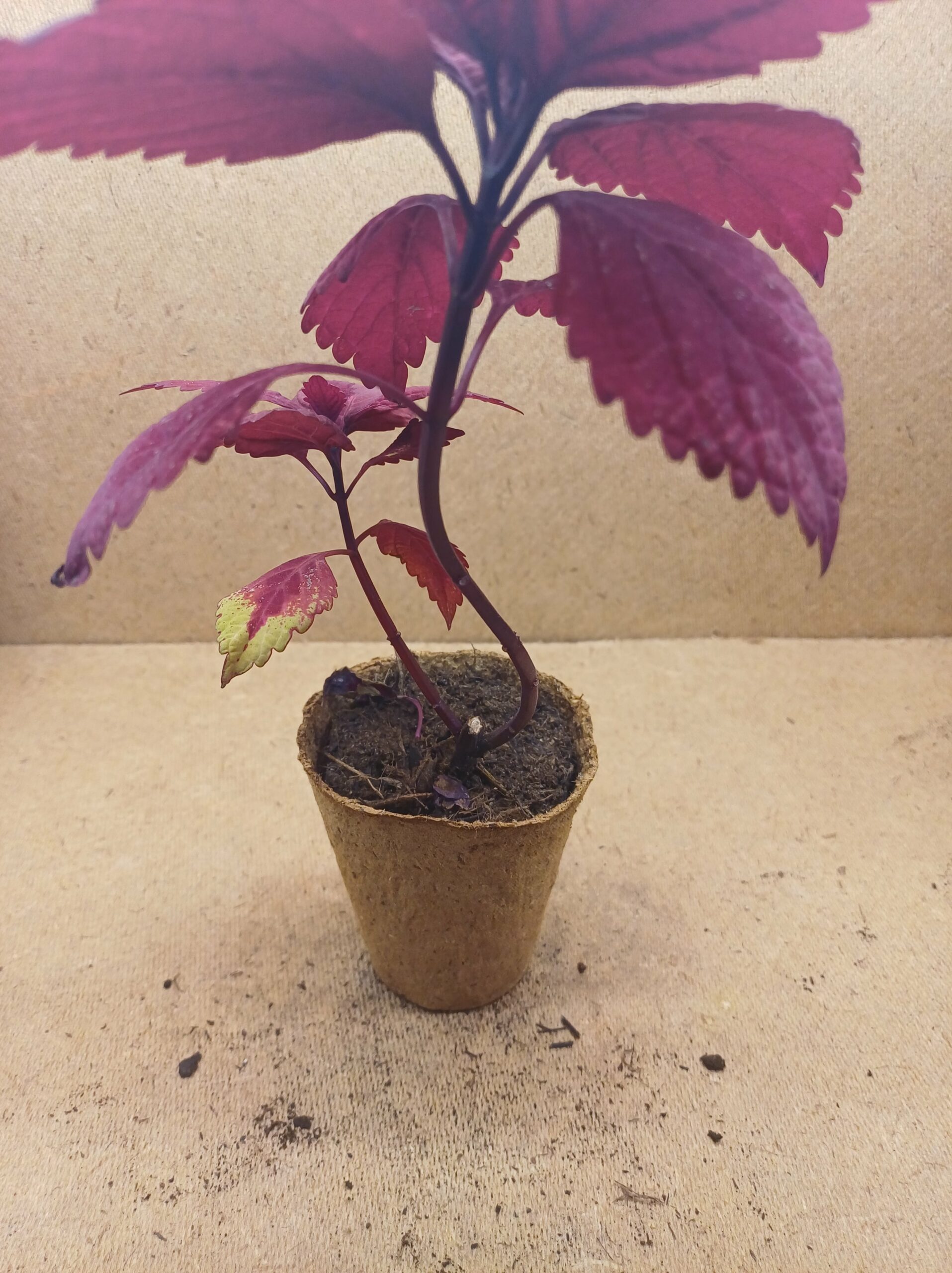 Coleus - Éternelle – Image 4