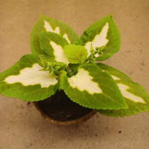 Coleus – Isaline