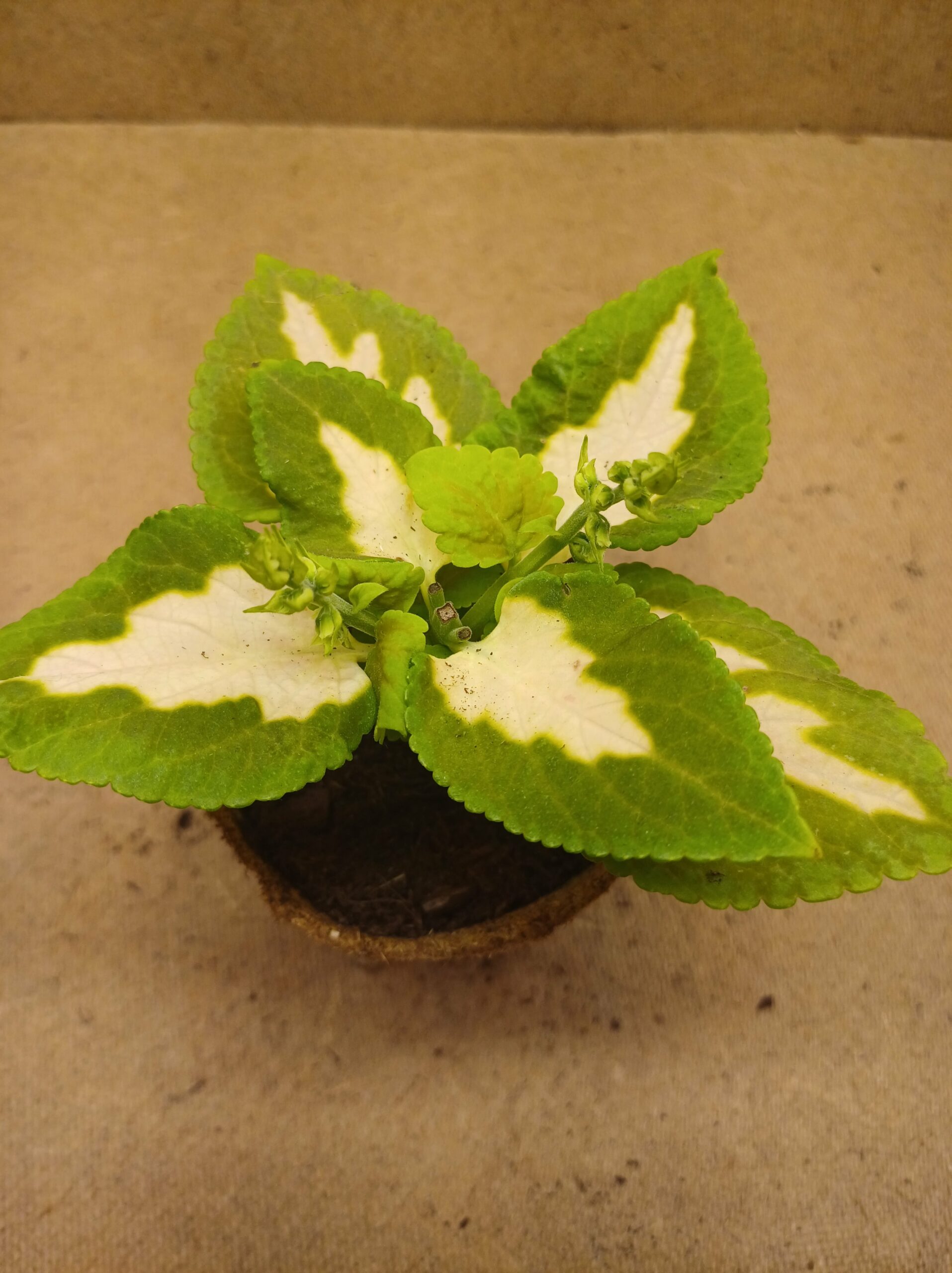 Coleus - Isaline
