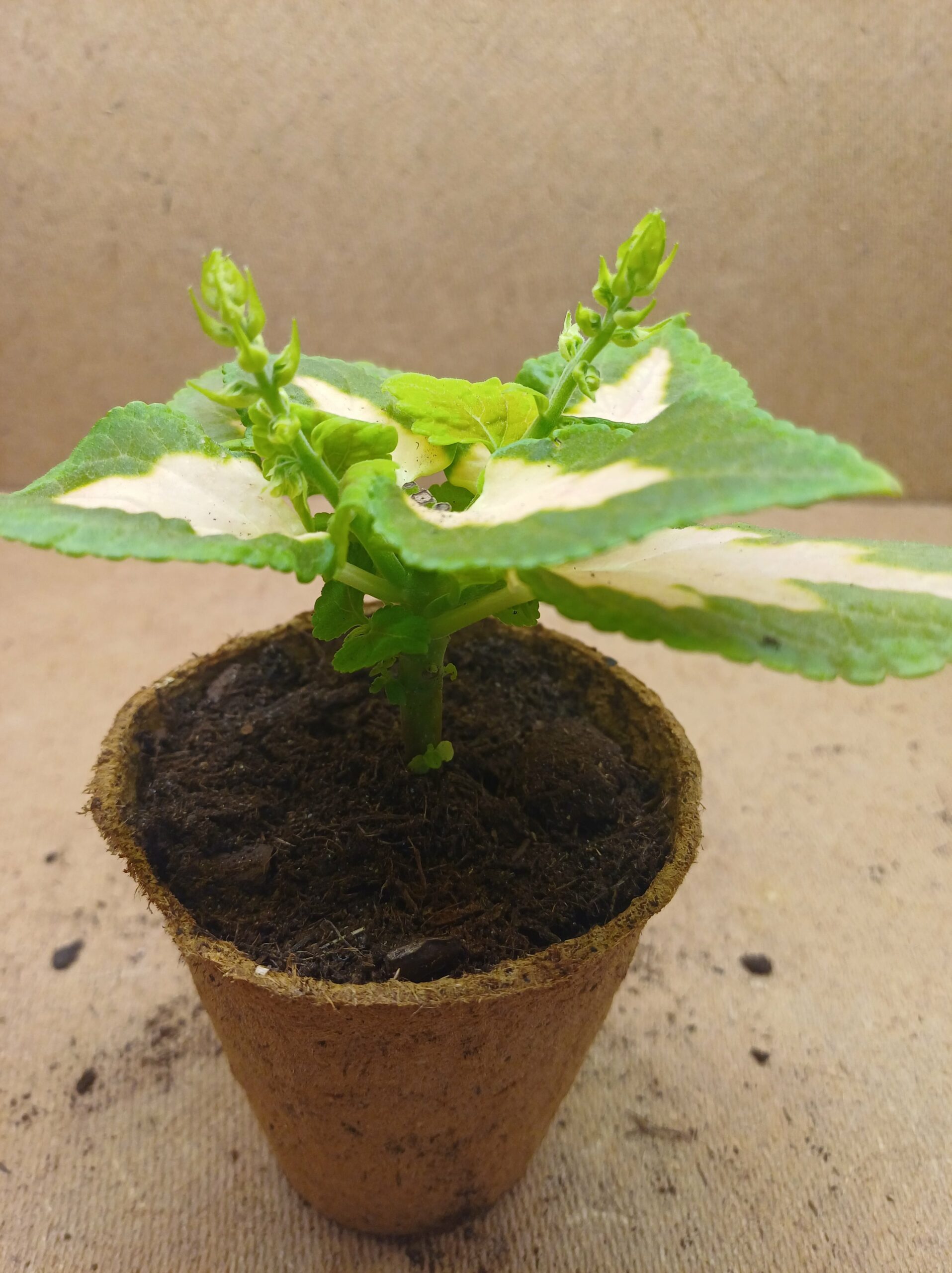 Coleus - Isaline – Image 2