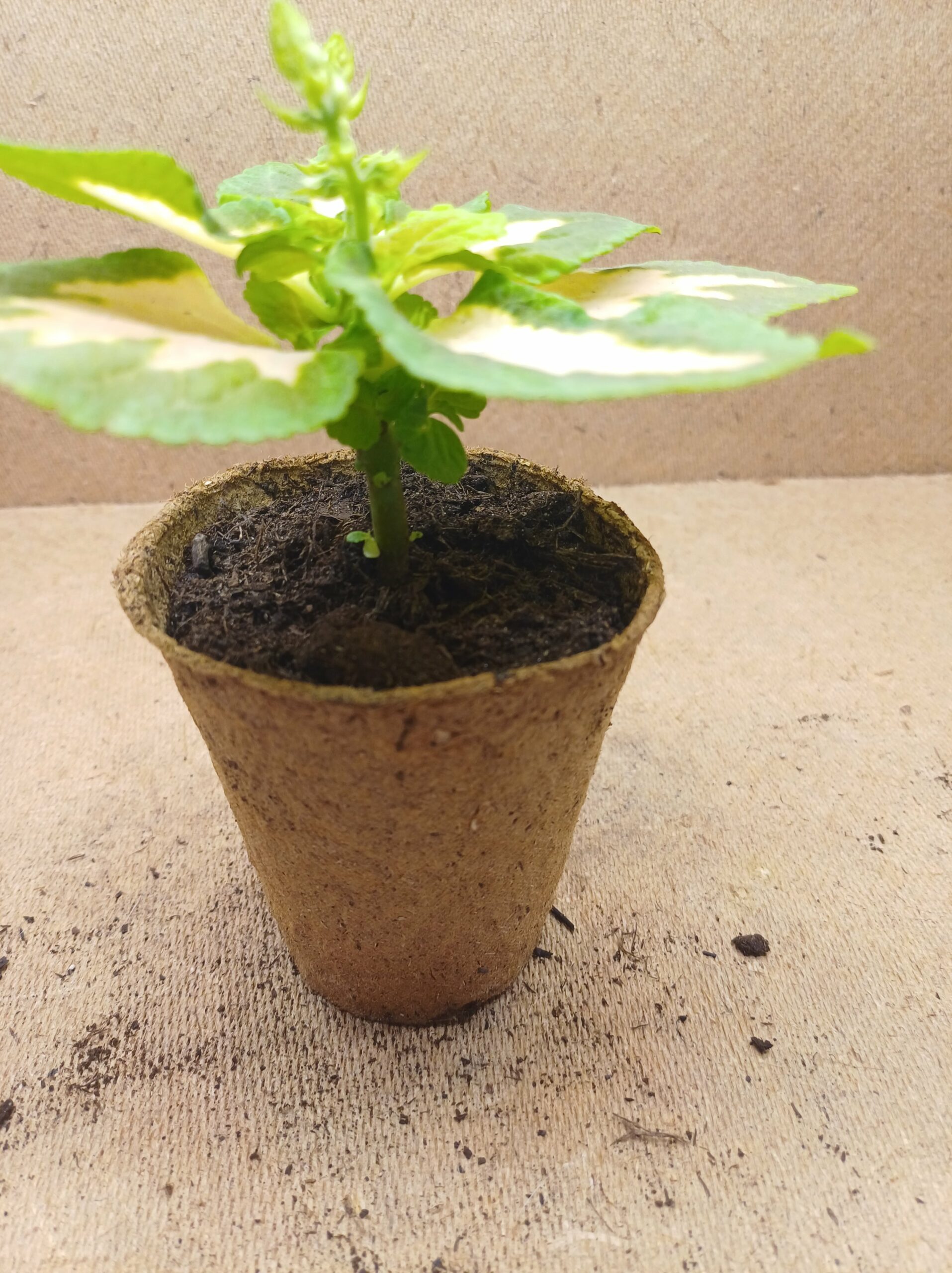 Coleus - Isaline – Image 3