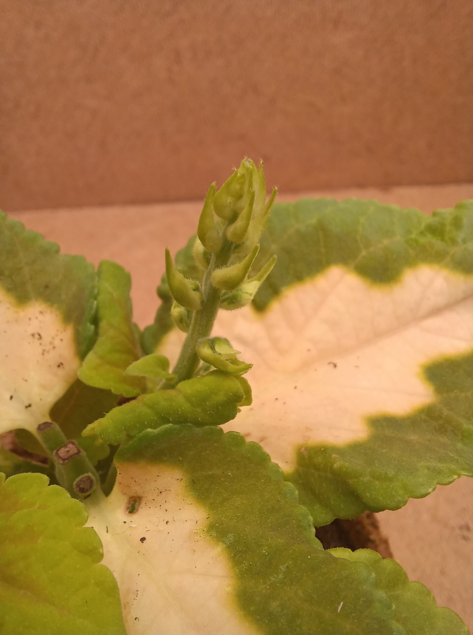 Coleus - Isaline – Image 4