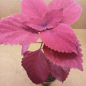 Coleus – Coraline