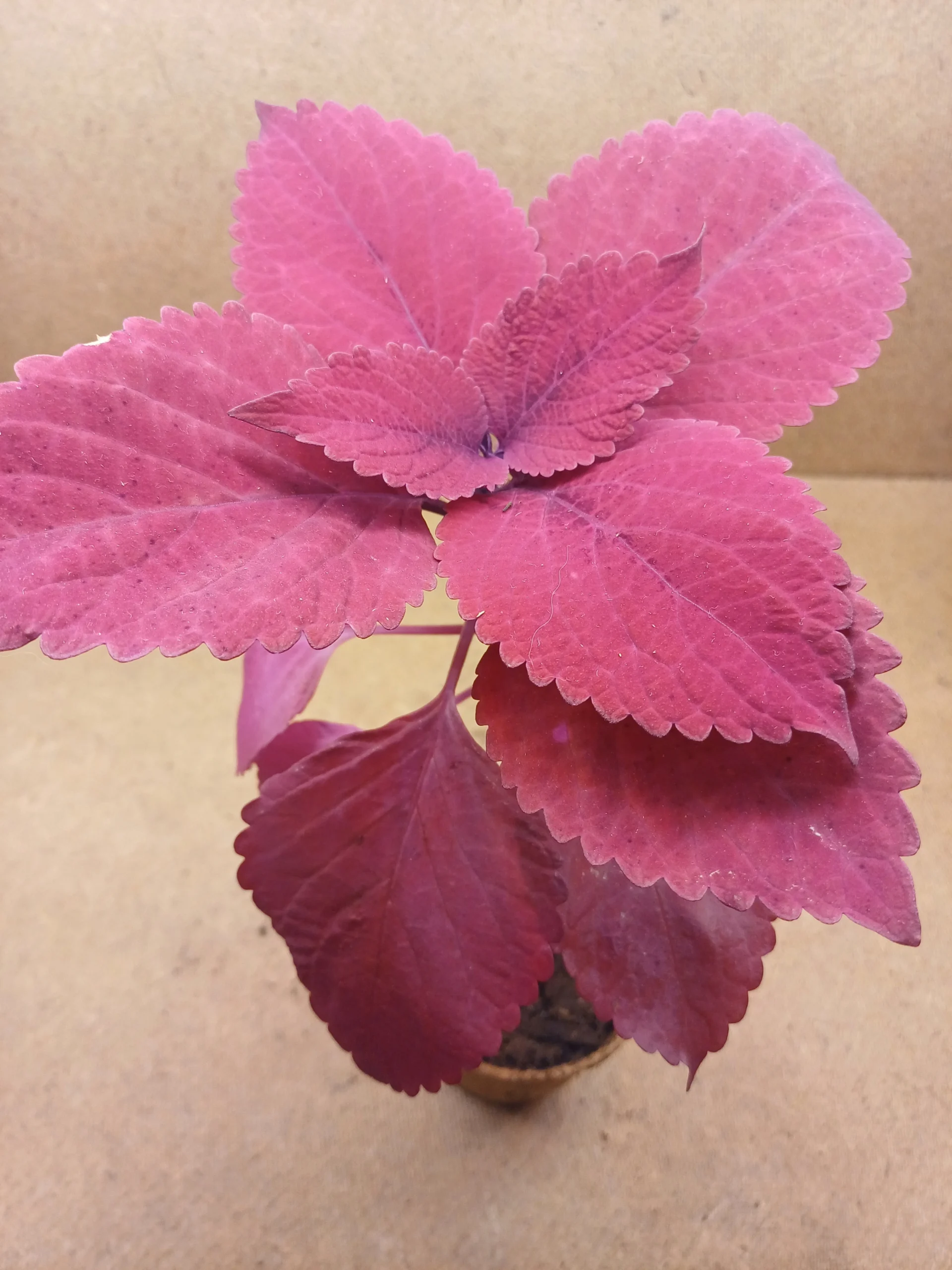 Coleus - Coraline
