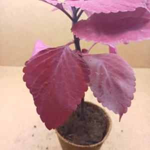 Coleus – Coraline