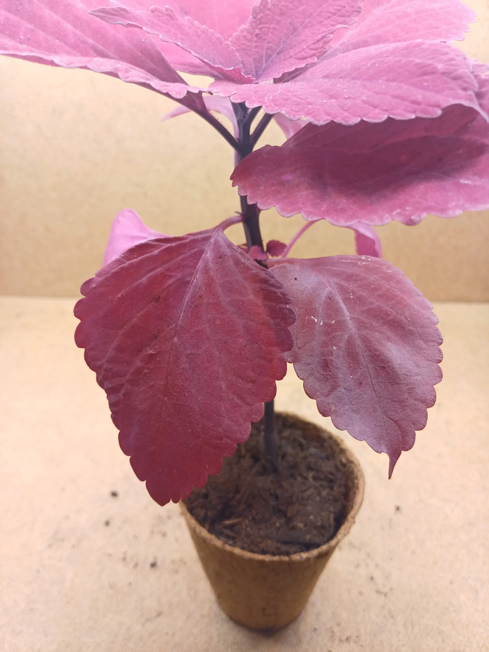 Coleus - Coraline – Image 2