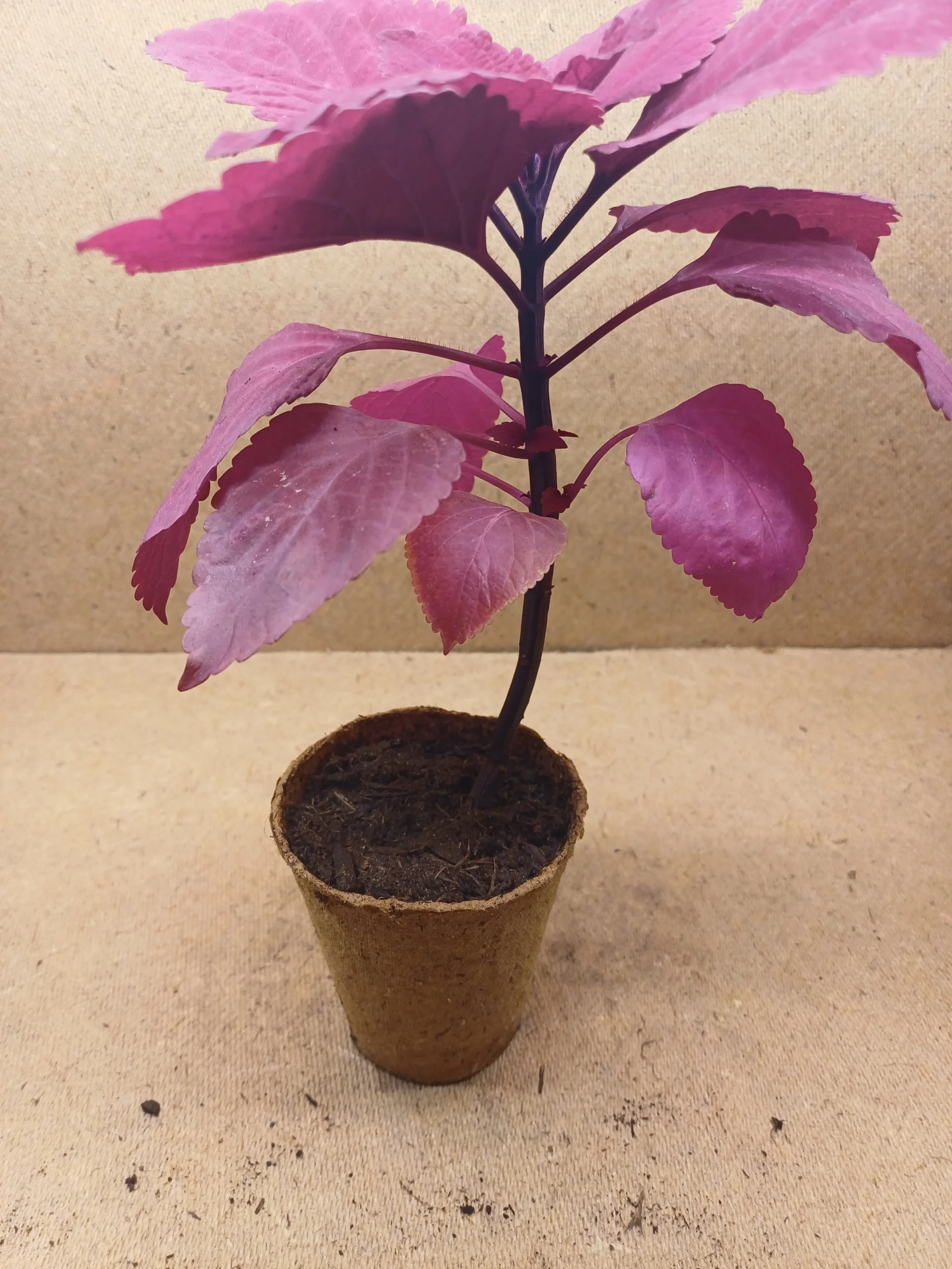 Coleus - Coraline – Image 3