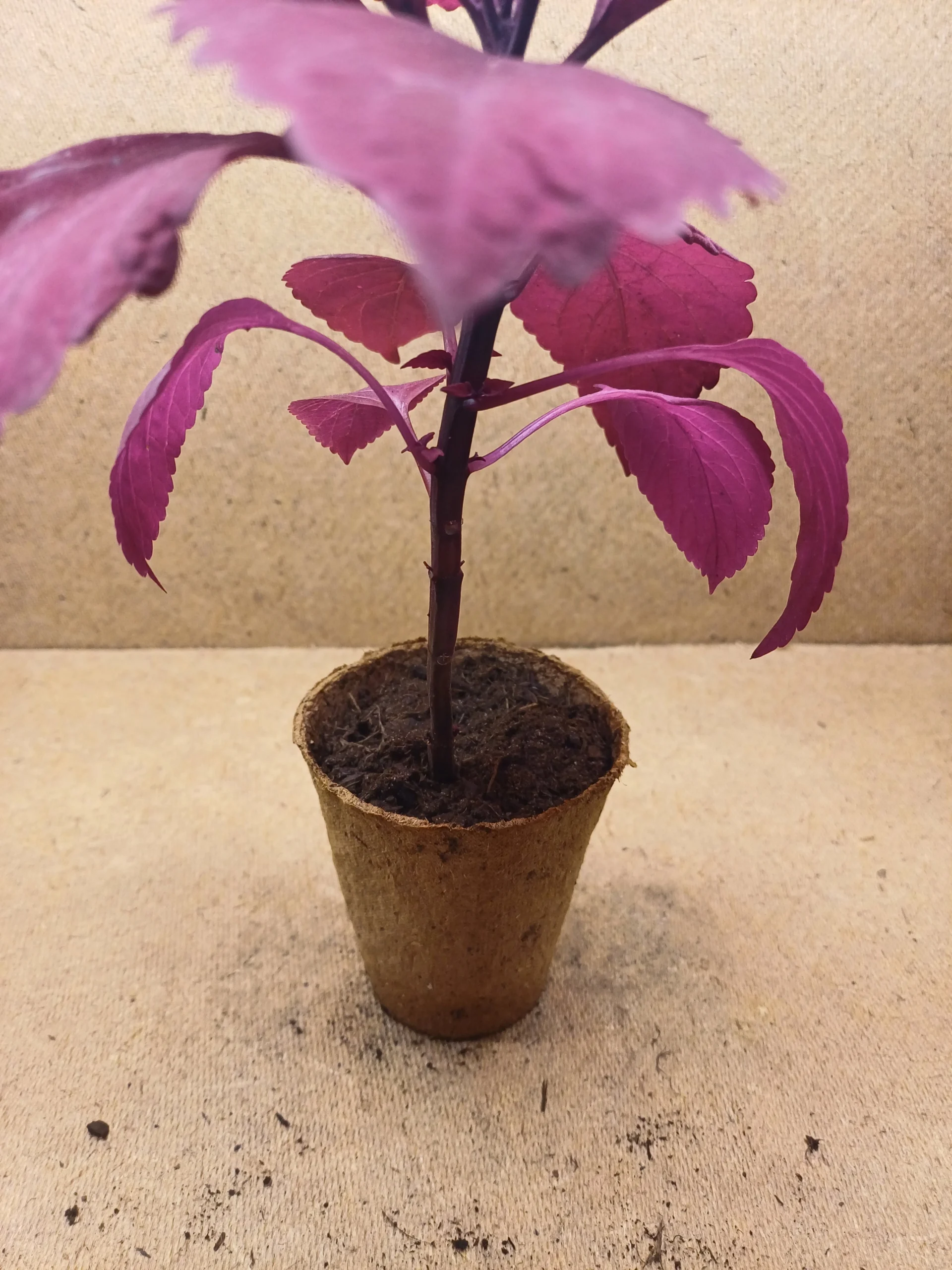 Coleus - Coraline – Image 4