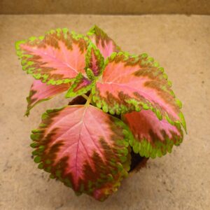 Coleus – Aléna