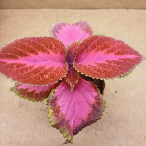 Coleus – Lumen