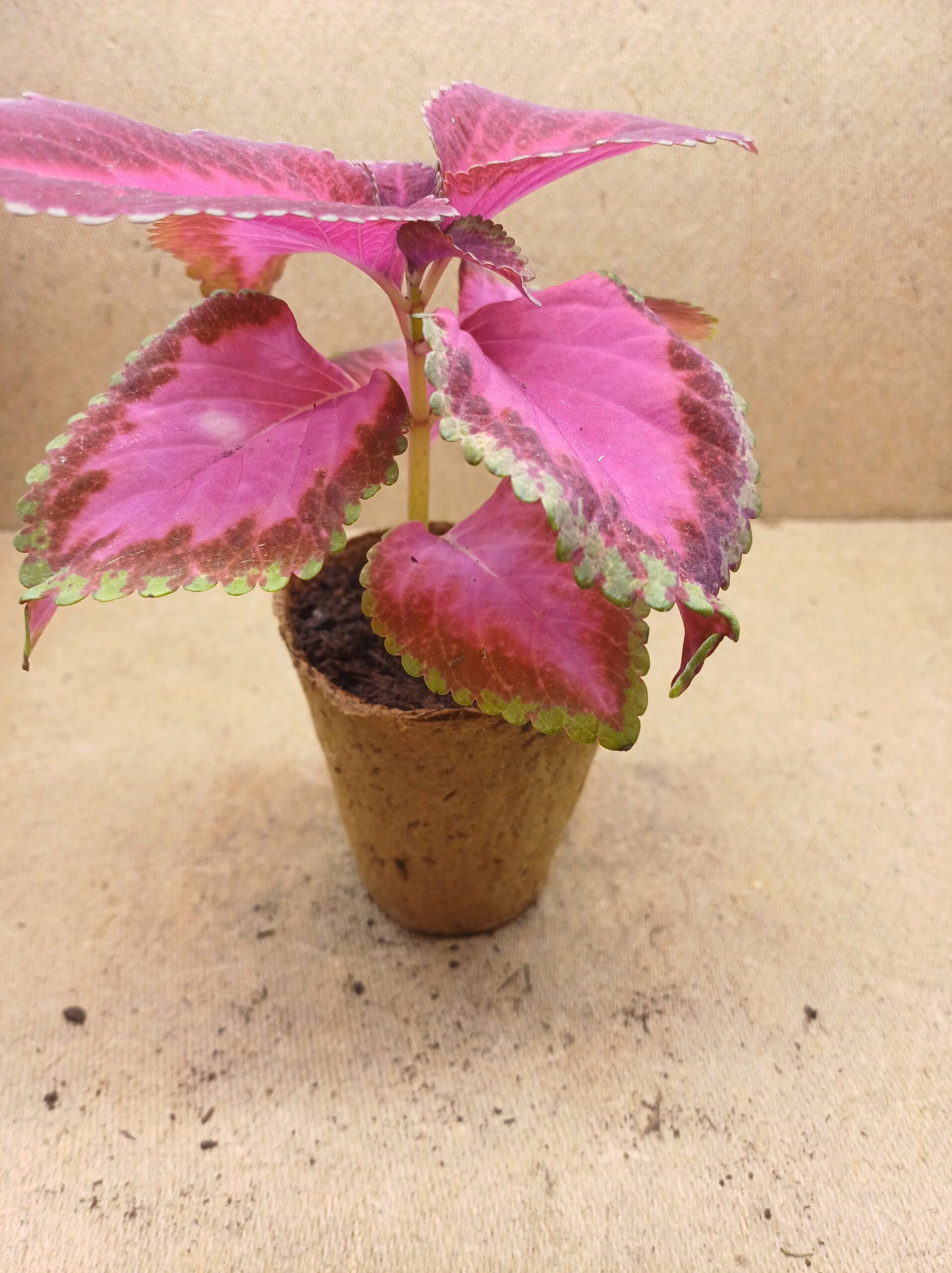 Coleus - Lumen – Image 2
