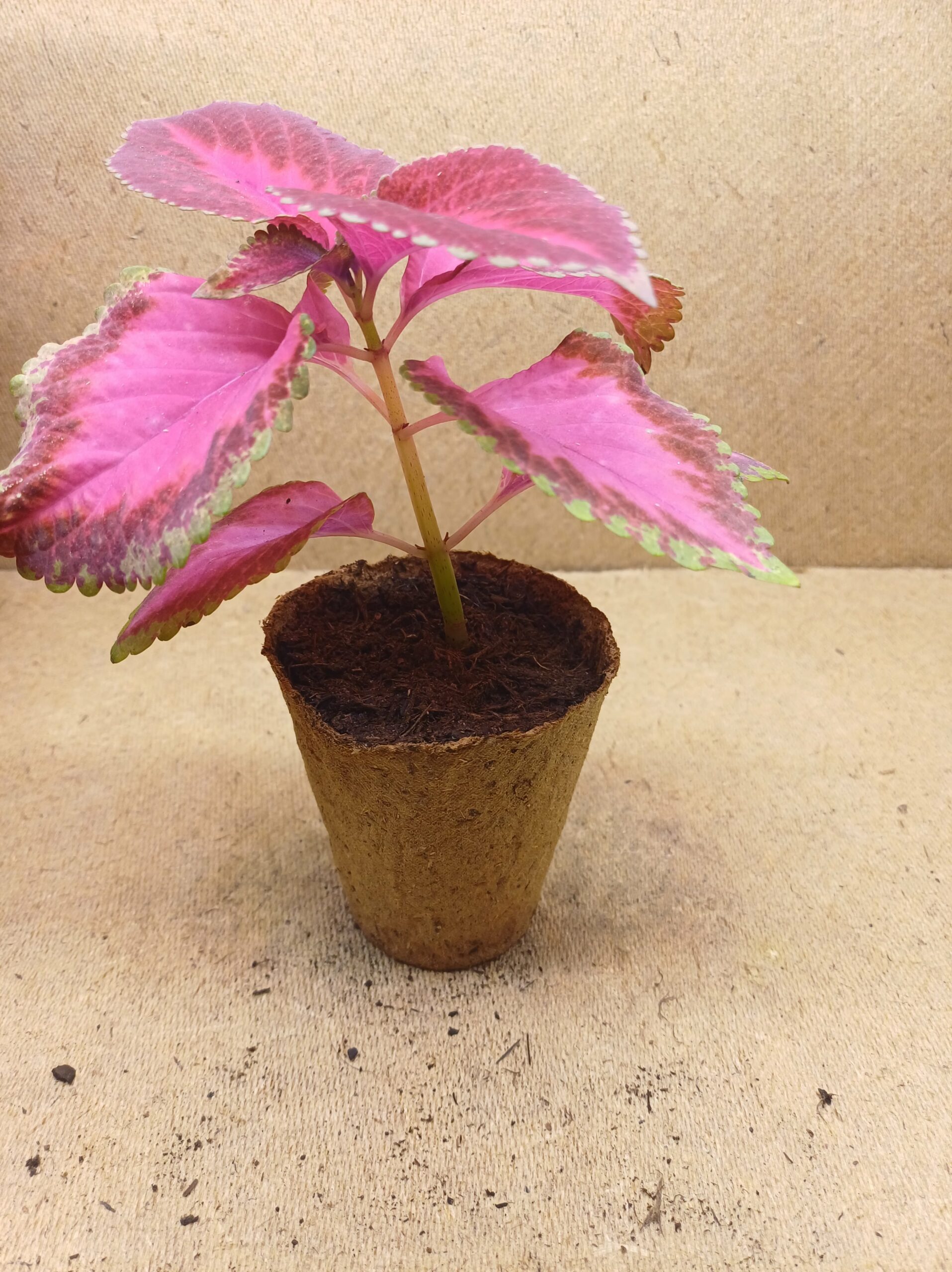 Coleus - Lumen – Image 3