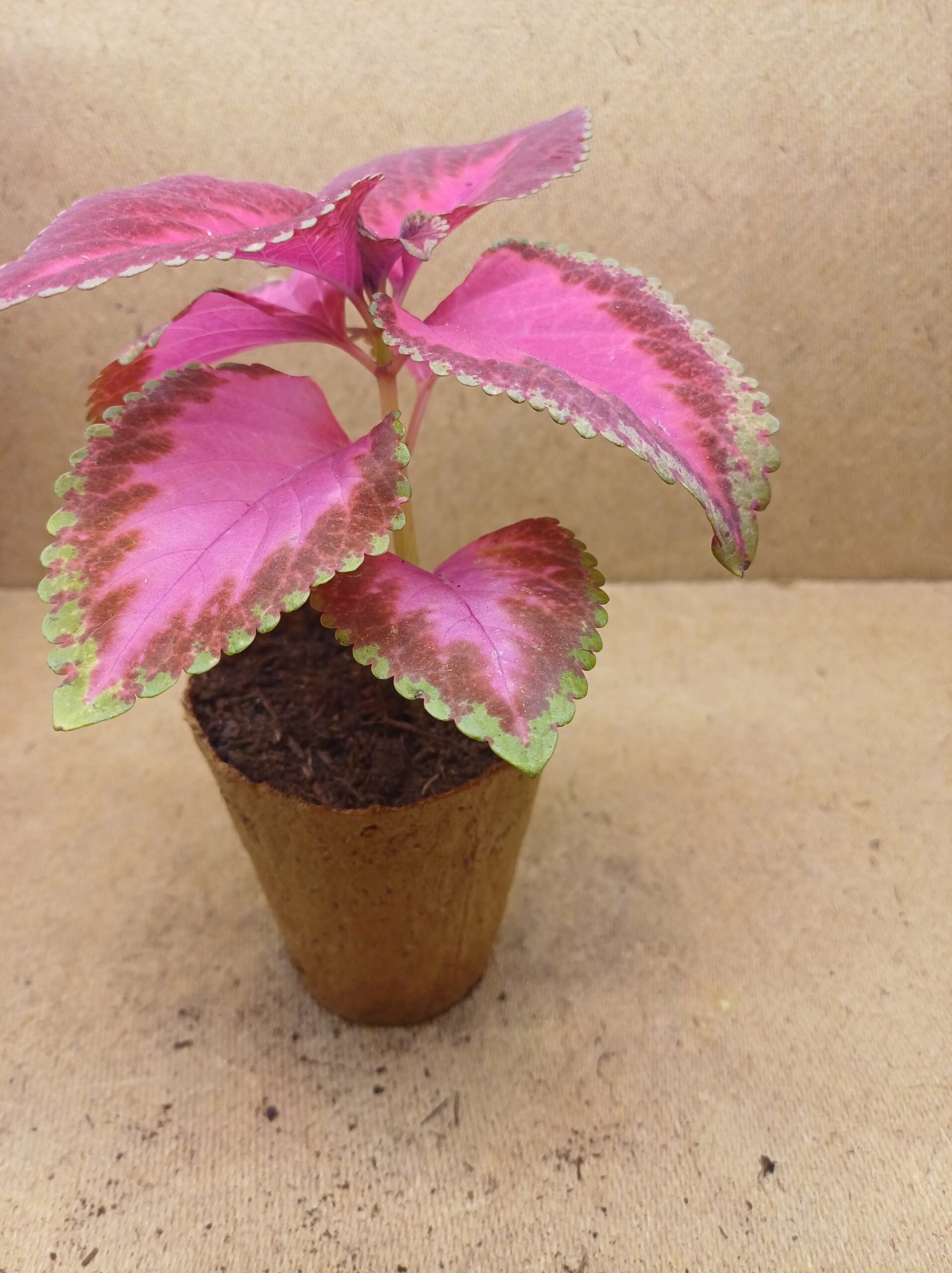 Coleus - Lumen – Image 4
