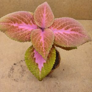 Coleus – Stella
