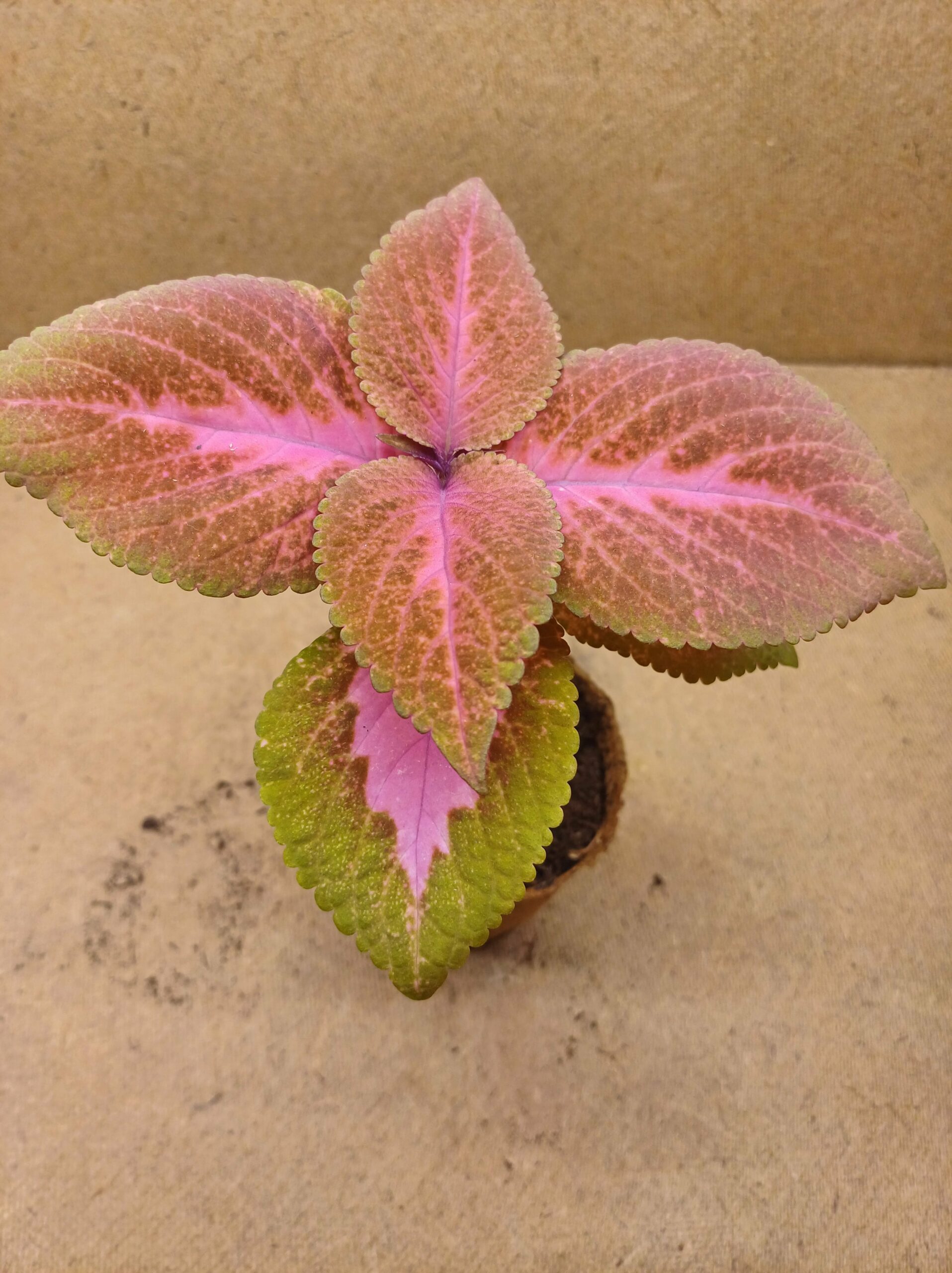 Coleus - Stella