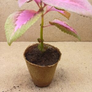 Coleus – Stella