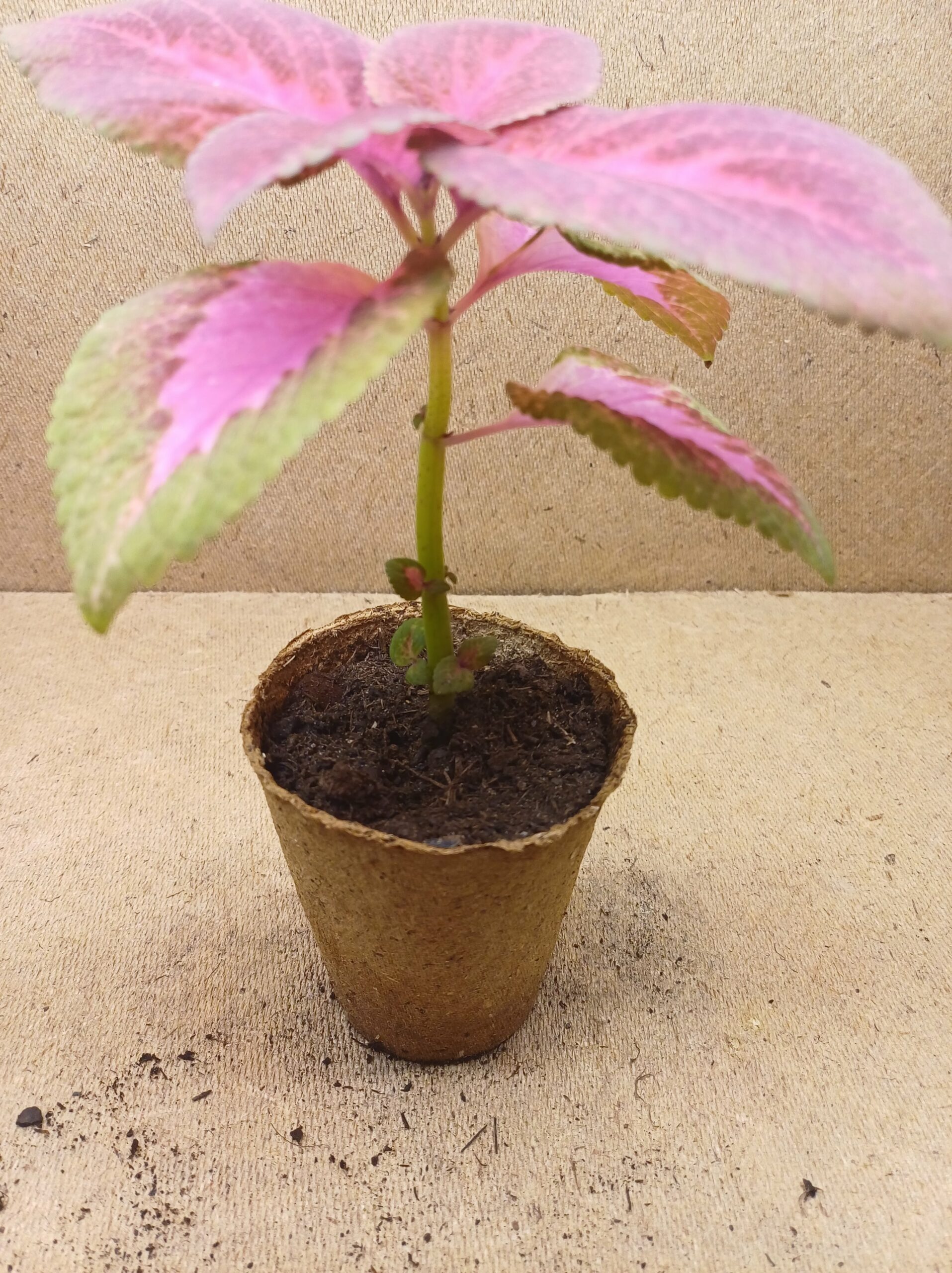 Coleus - Stella – Image 2