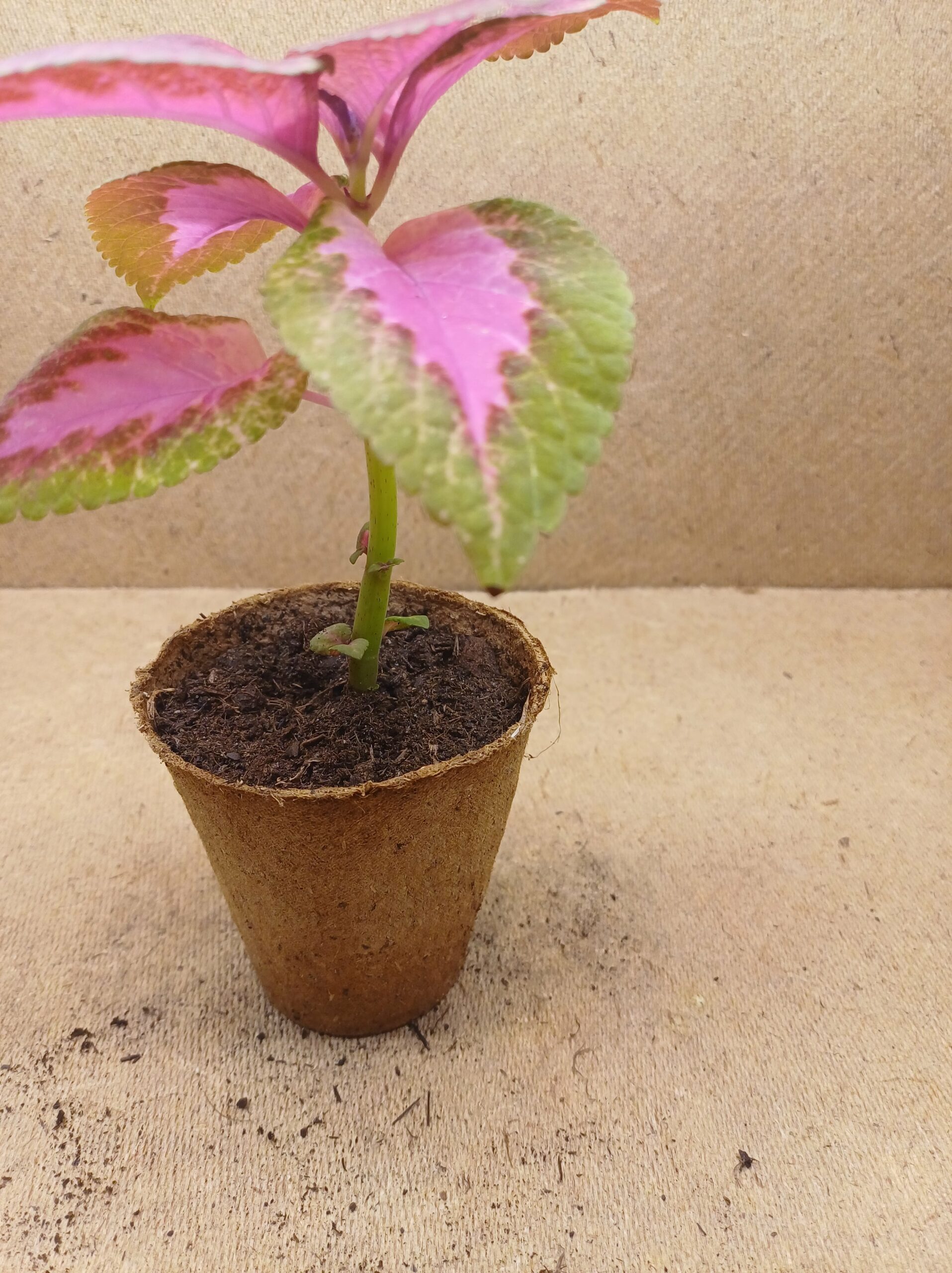 Coleus - Stella – Image 3