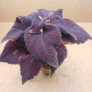 Coleus – Cléa