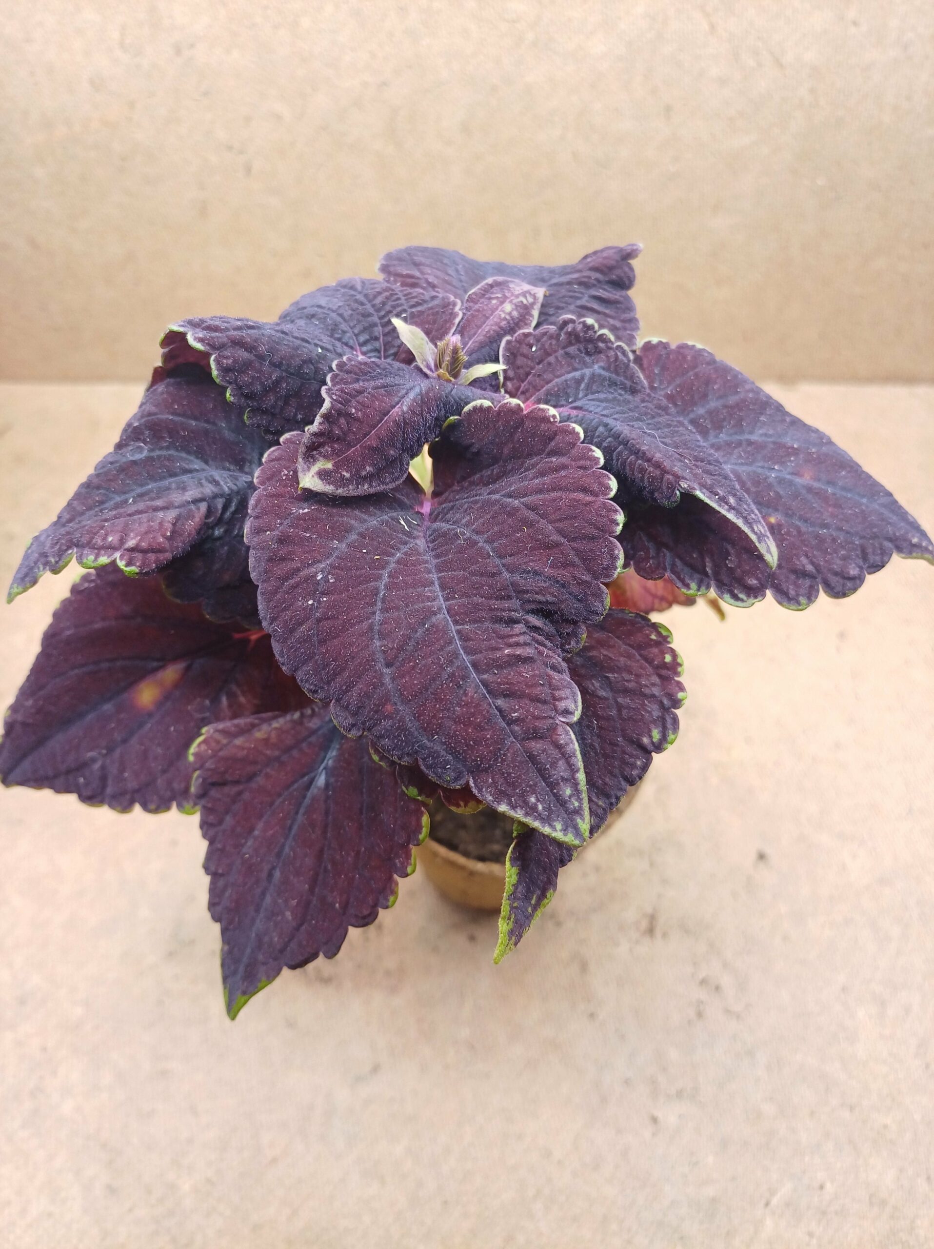 Coleus - Cléa
