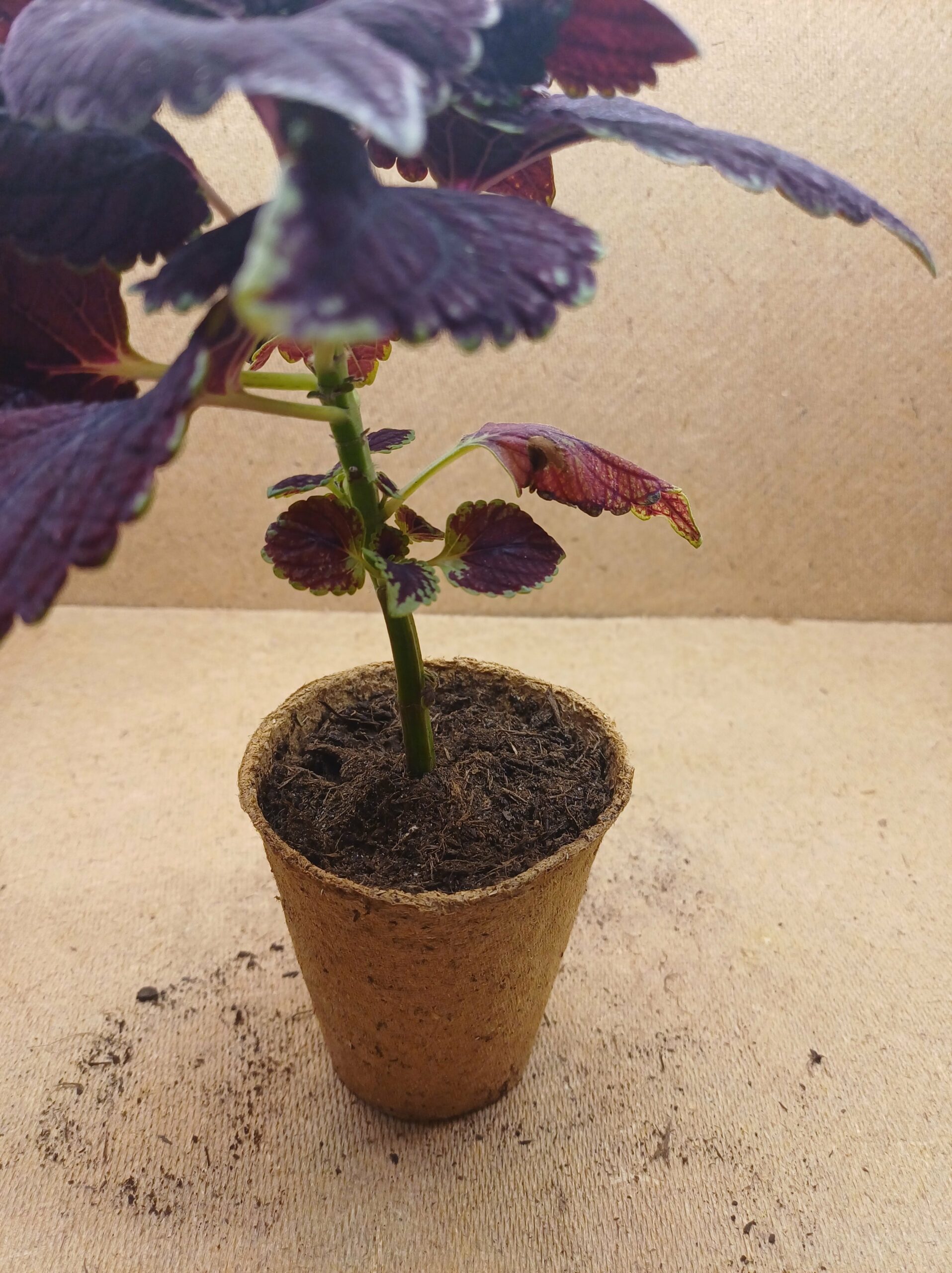 Coleus - Cléa – Image 2