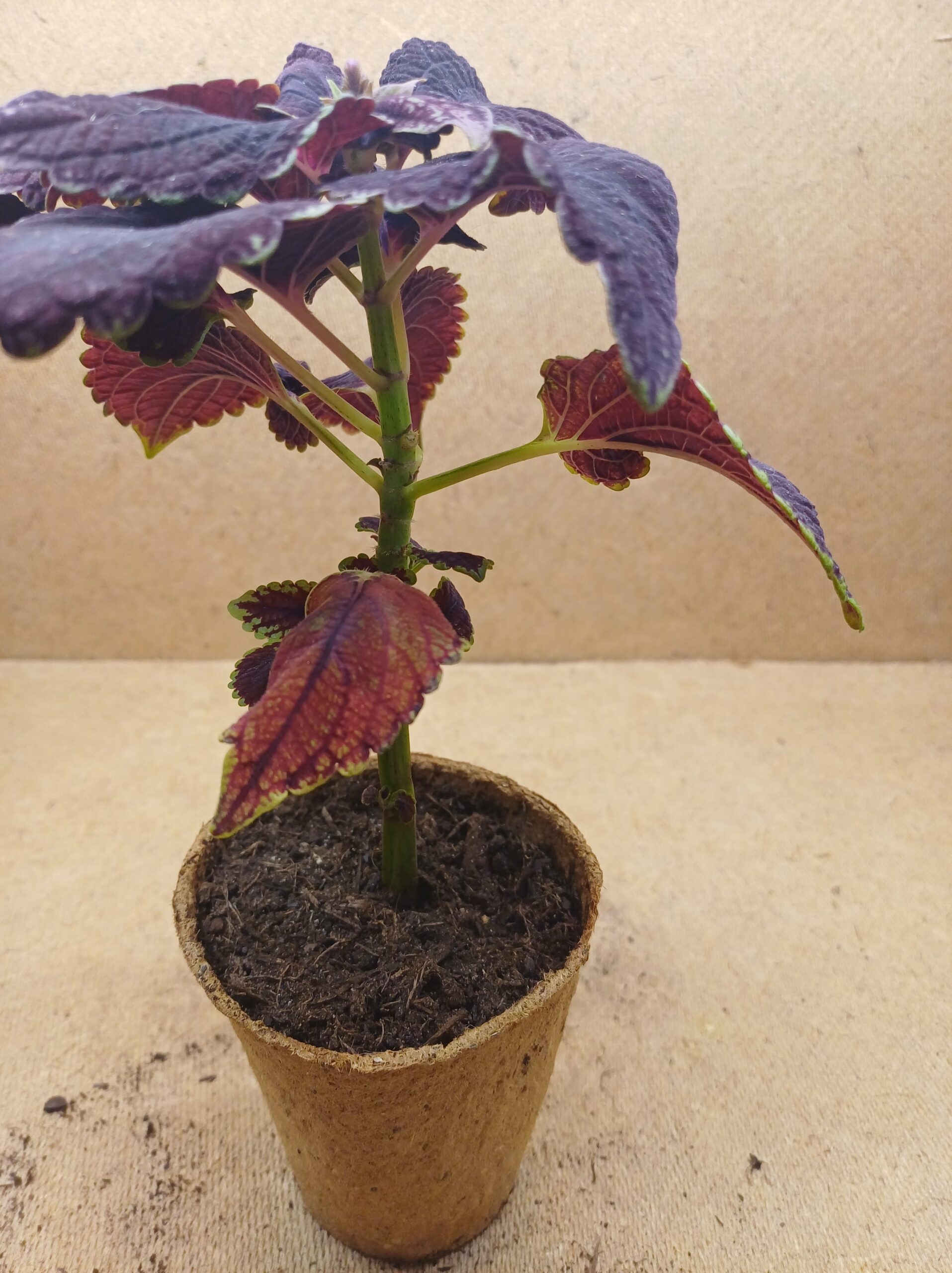 Coleus - Cléa – Image 3