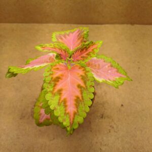 Coleus – Kara