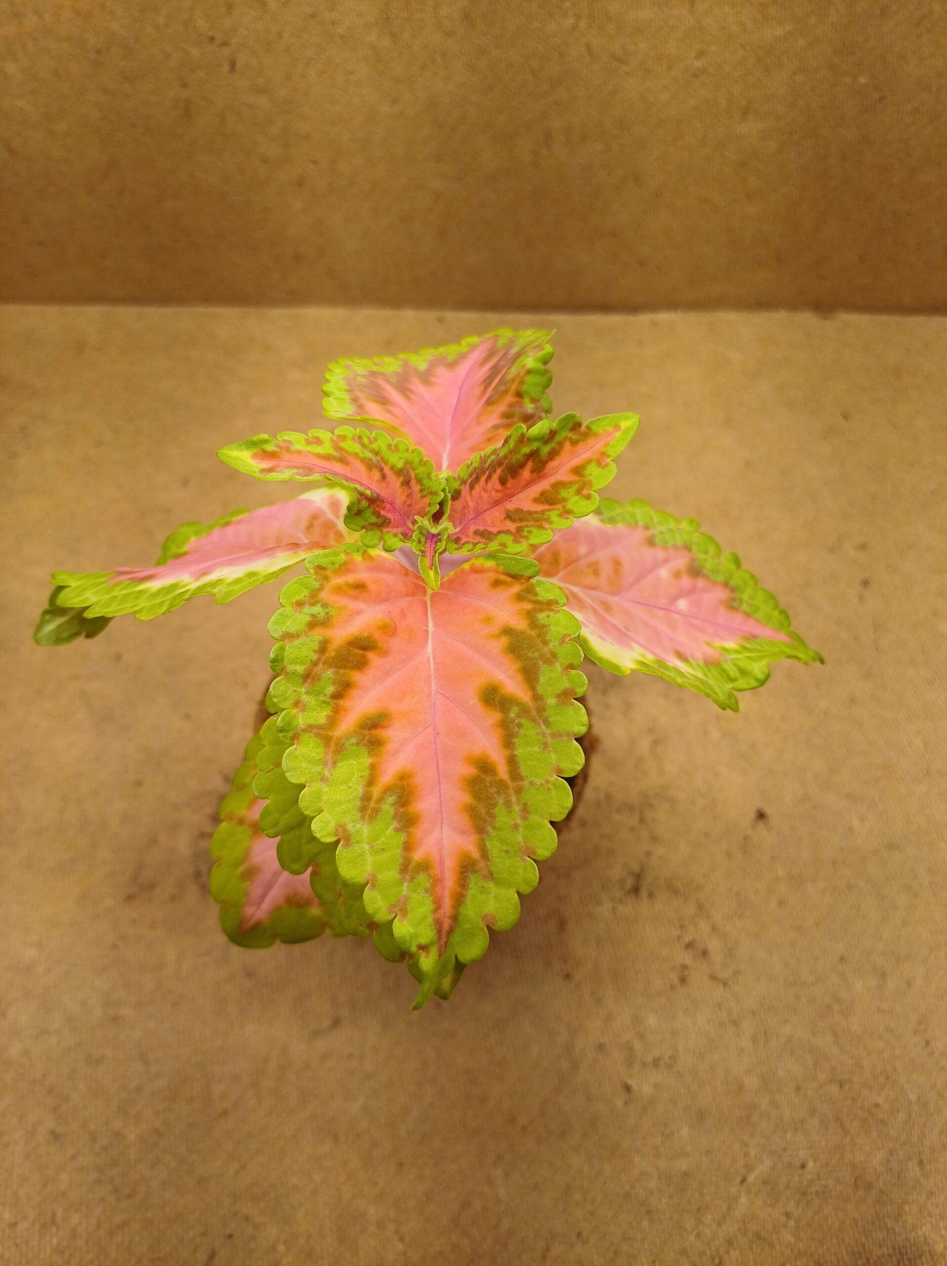 Coleus - Kara