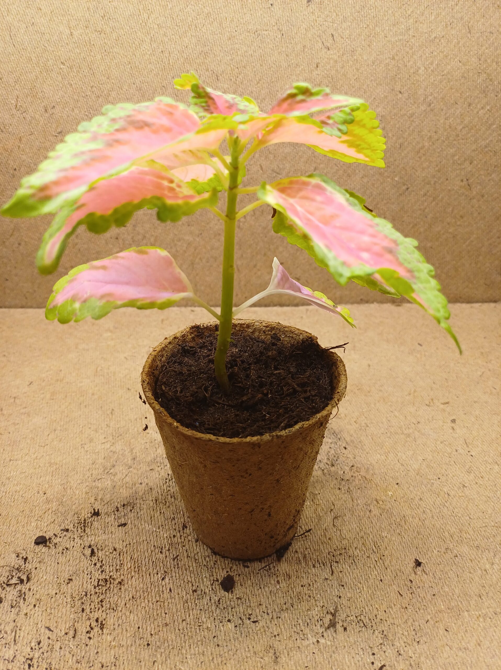 Coleus - Kara – Image 2