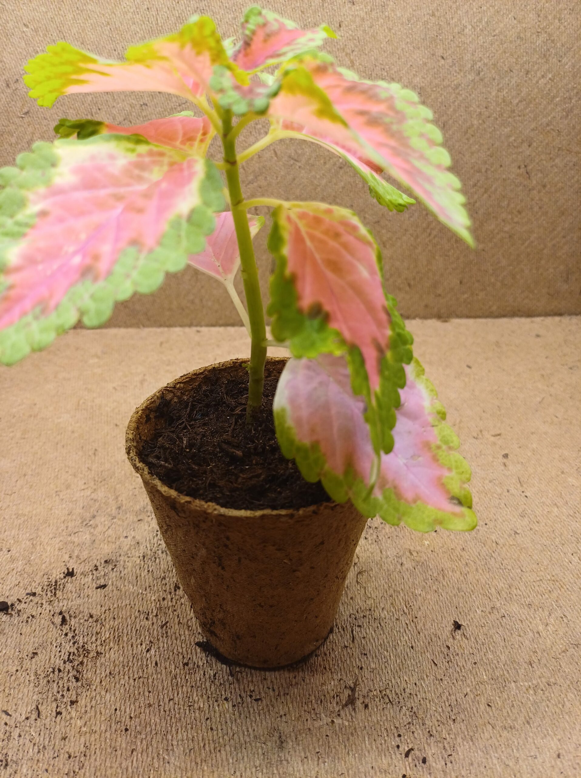 Coleus - Kara – Image 3